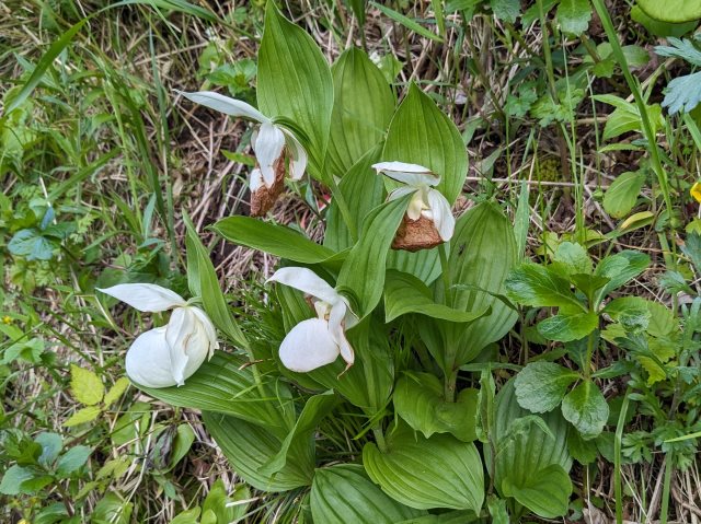 レブンアツモリソウ群生地の状況について（６/10現在） | 礼文島 ...